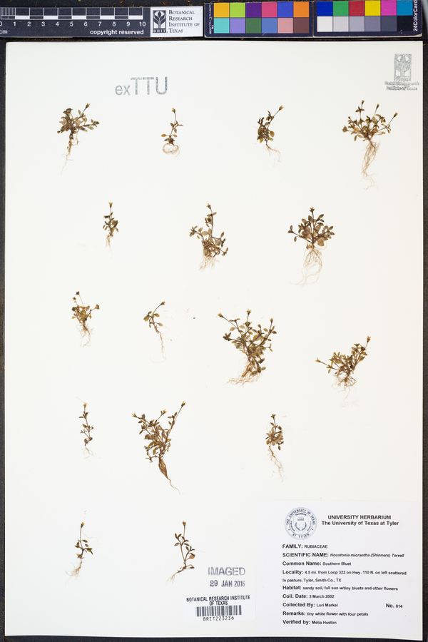 Houstonia micrantha image
