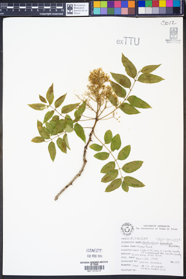 Zanthoxylum clava-herculis image