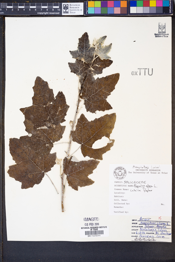 Populus alba image