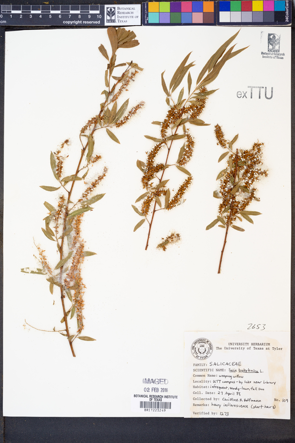 Salix babylonica image