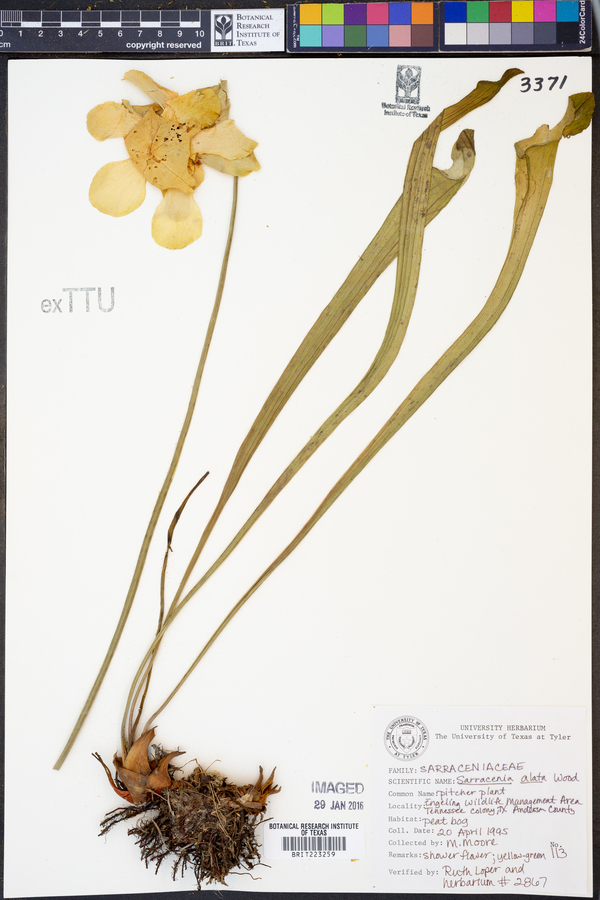 Sarracenia alata image