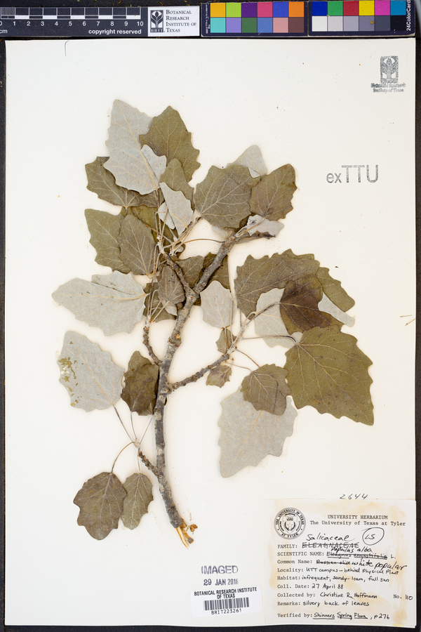 Populus alba image