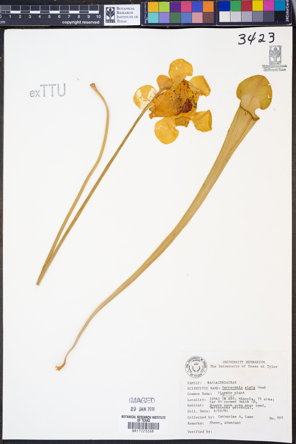 Sarracenia alata image