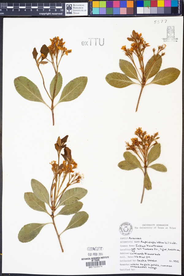 Rhaphiolepis indica image