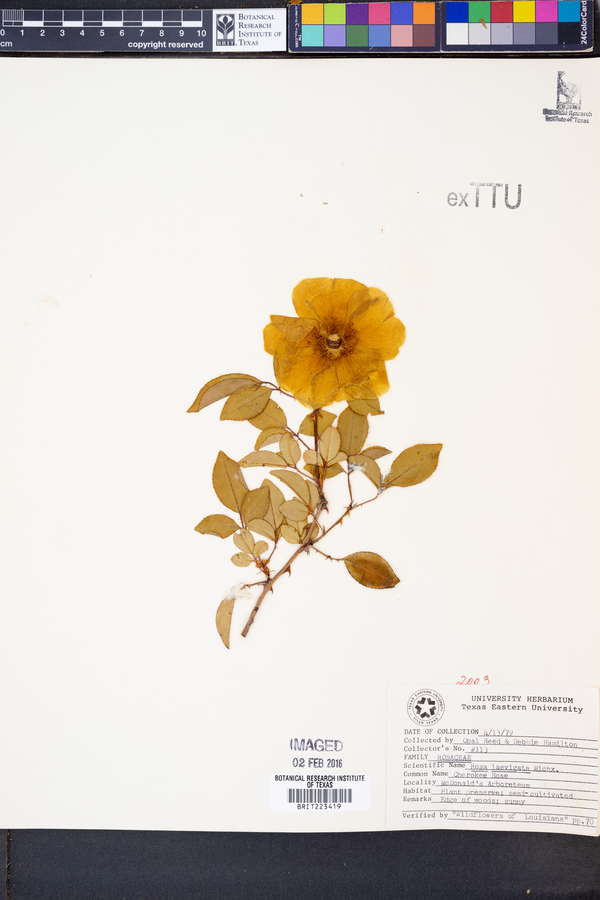 Rosa laevigata image