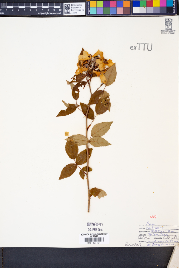 Rosa setigera image