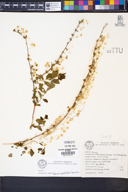 Image of Spiraea prunifolia