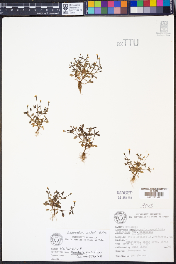 Houstonia micrantha image