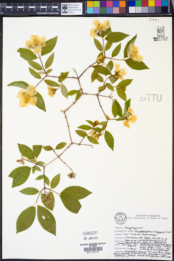 Philadelphus x virginalis image