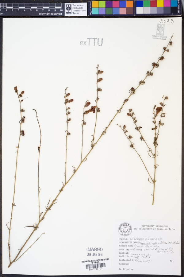 Agalinis fasciculata image