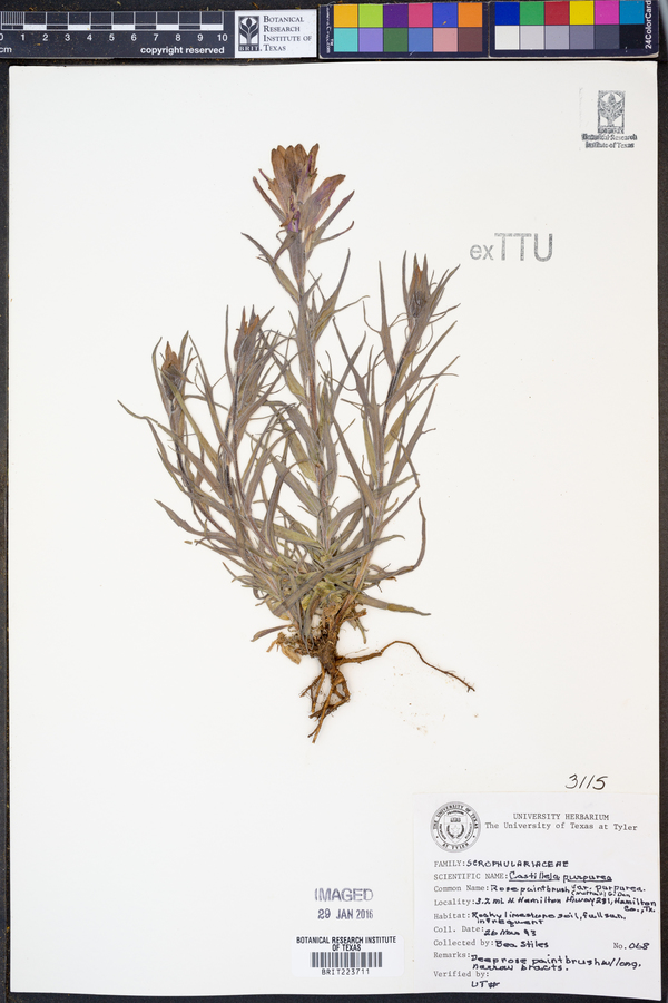 Castilleja purpurea image