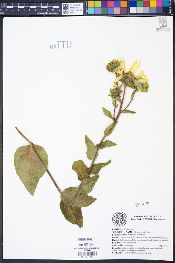 Silphium gracile image