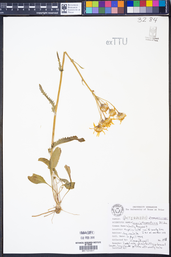 Packera tomentosa image