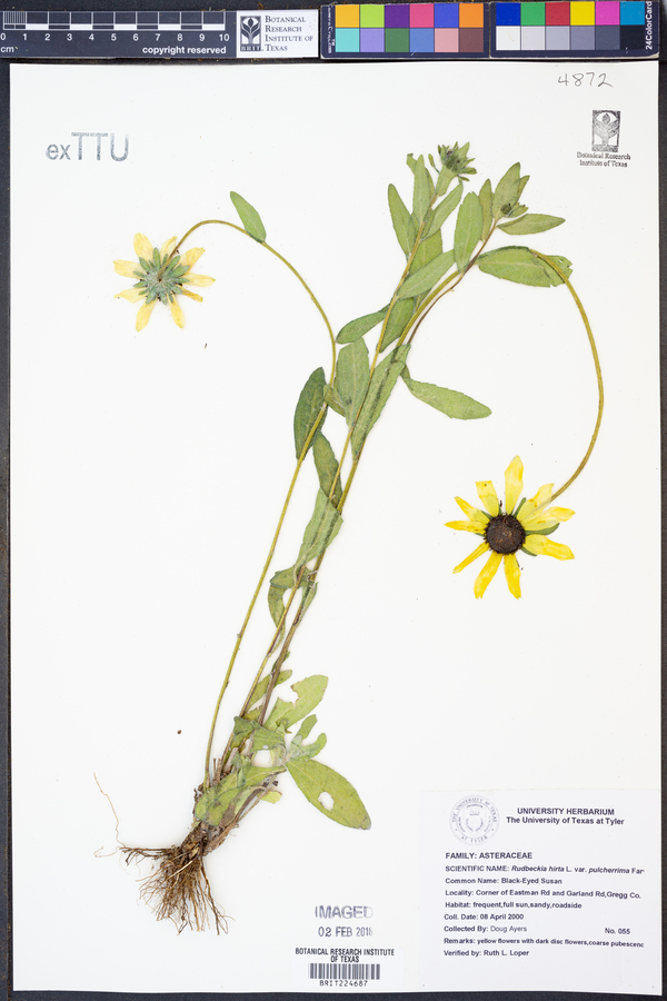 Rudbeckia hirta var. pulcherrima image