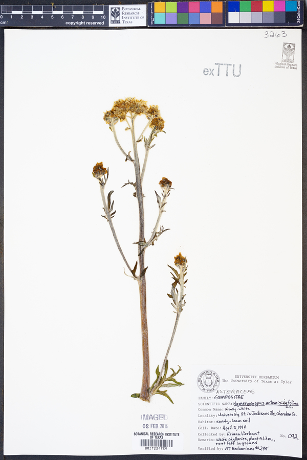 Hymenopappus artemisiifolius image