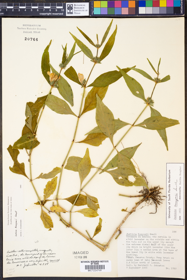 Justicia runyonii image