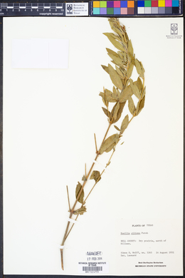 Ruellia caroliniensis ssp. ciliosa image