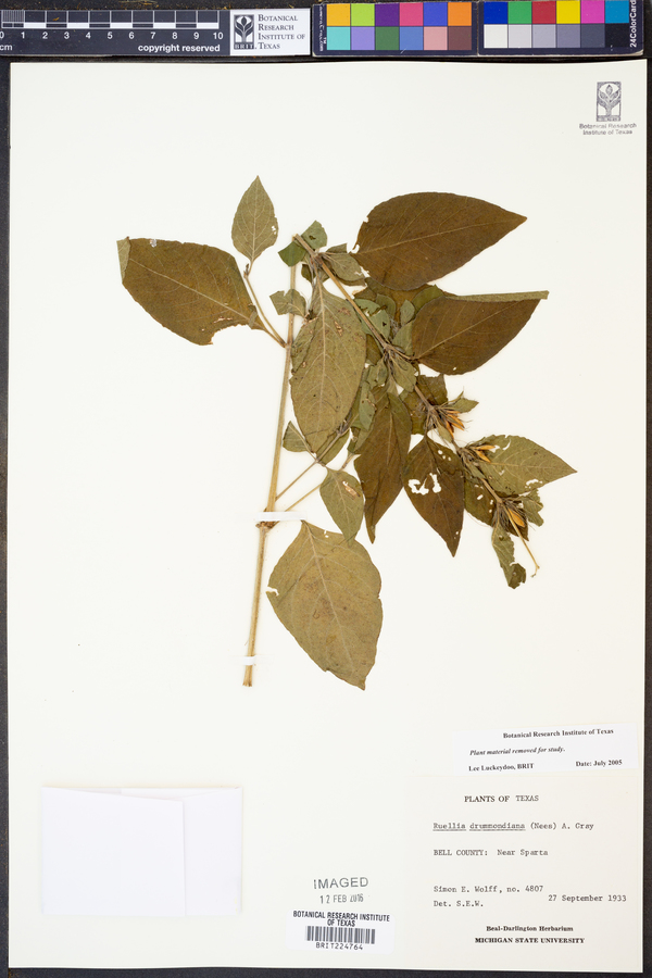 Ruellia drummondiana image