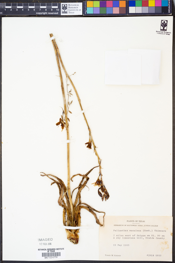 Manfreda maculosa image