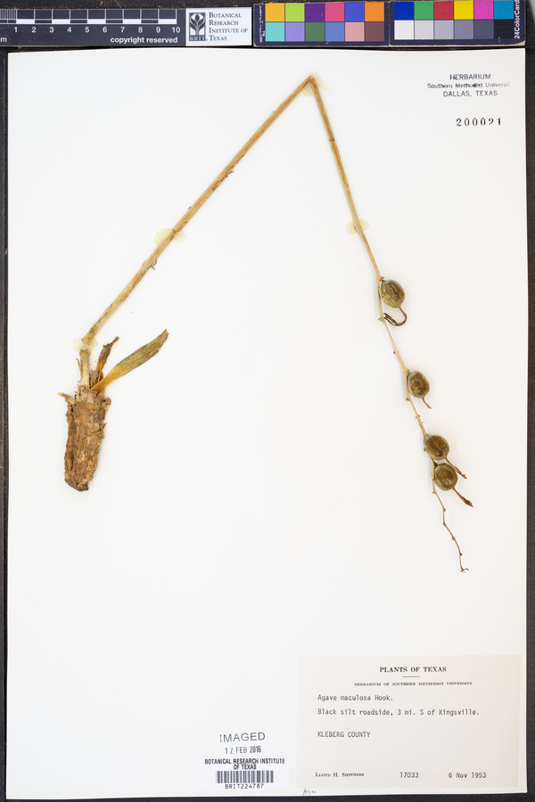 Manfreda maculosa image