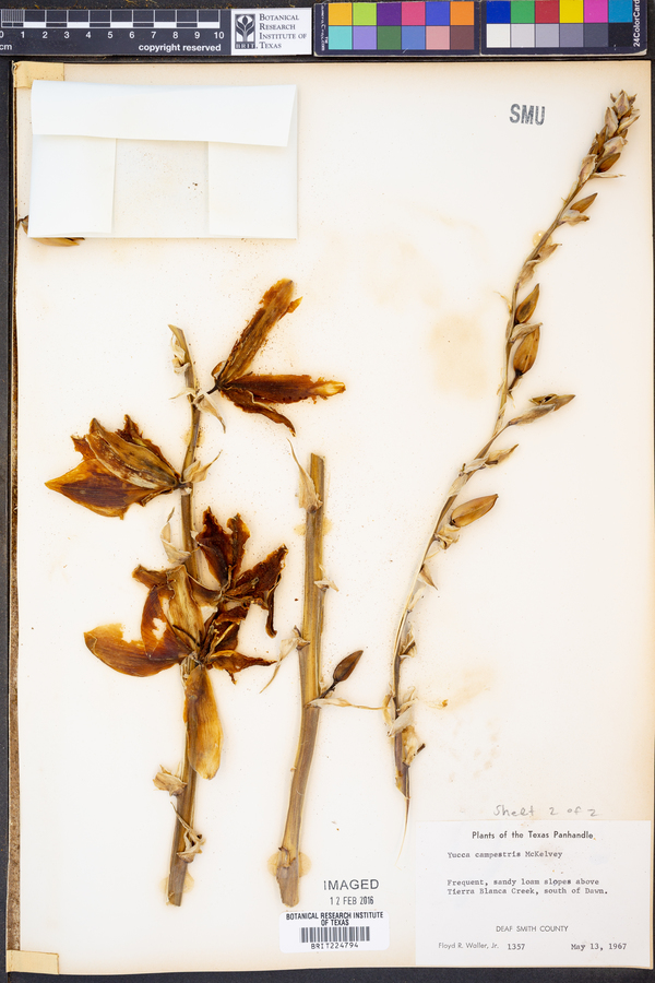 Yucca campestris image