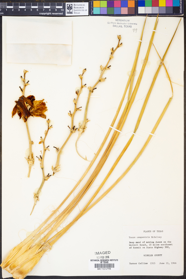 Yucca campestris image