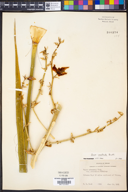Yucca constricta image