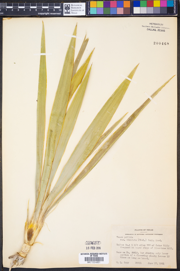 Yucca pallida image