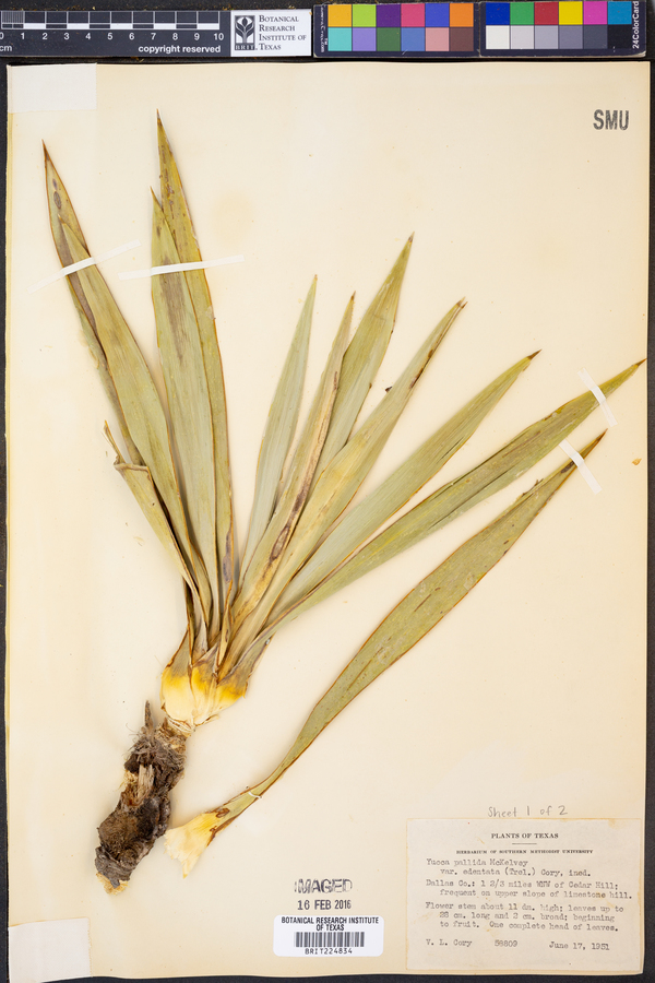 Yucca pallida image