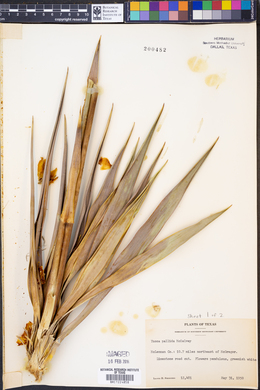 Yucca pallida image
