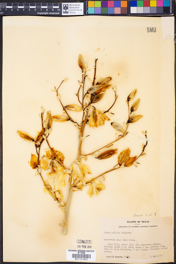 Yucca pallida image