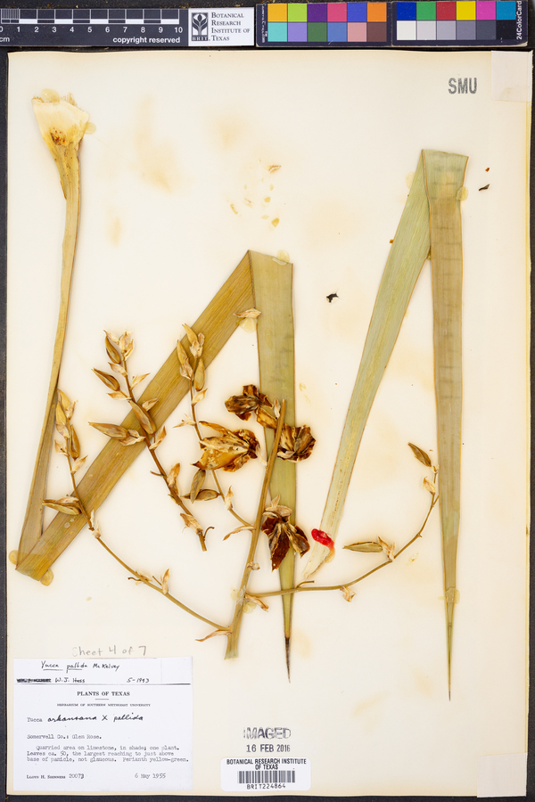 Yucca pallida image