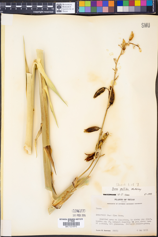 Yucca pallida image