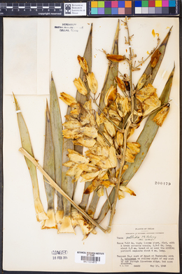 Yucca pallida image