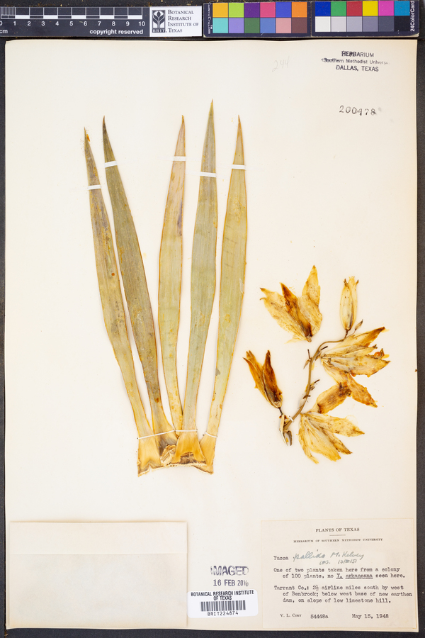 Yucca pallida image