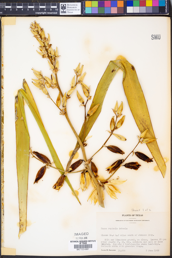 Yucca rupicola image