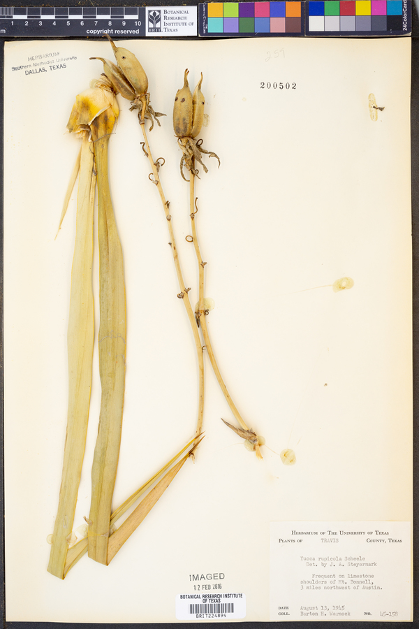 Yucca rupicola image