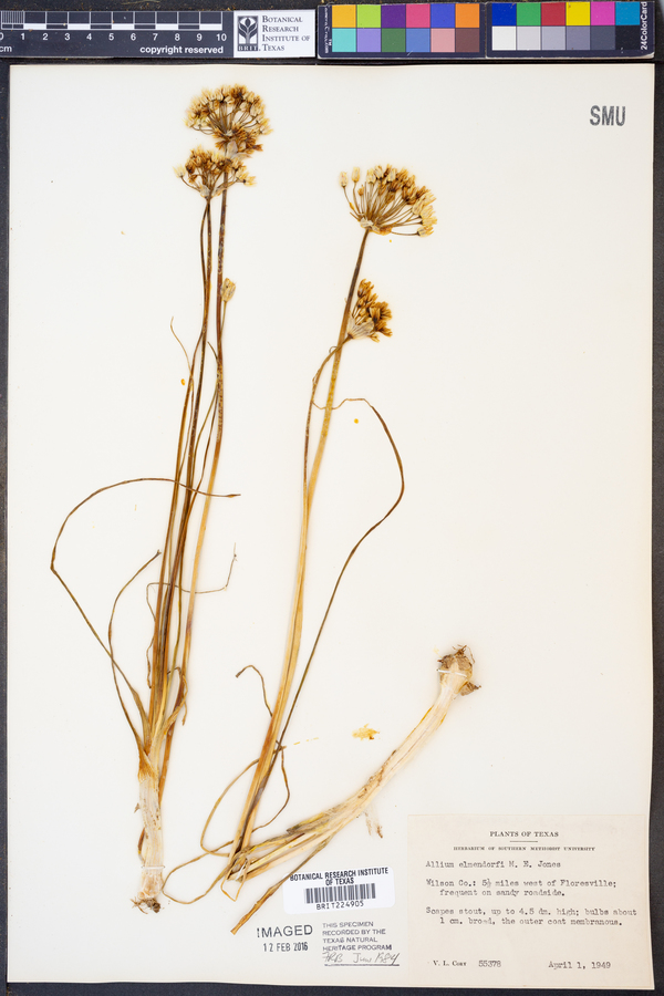 Allium elmendorfii image