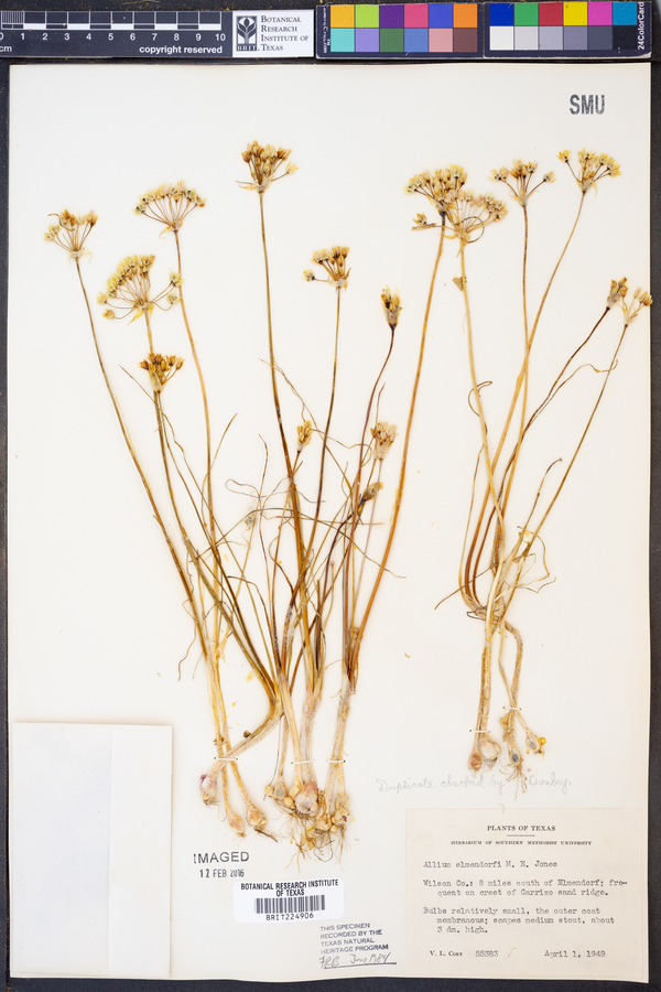 Allium elmendorfii image