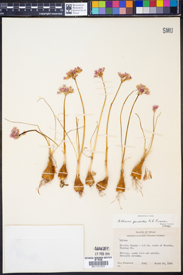 Allium perdulce image