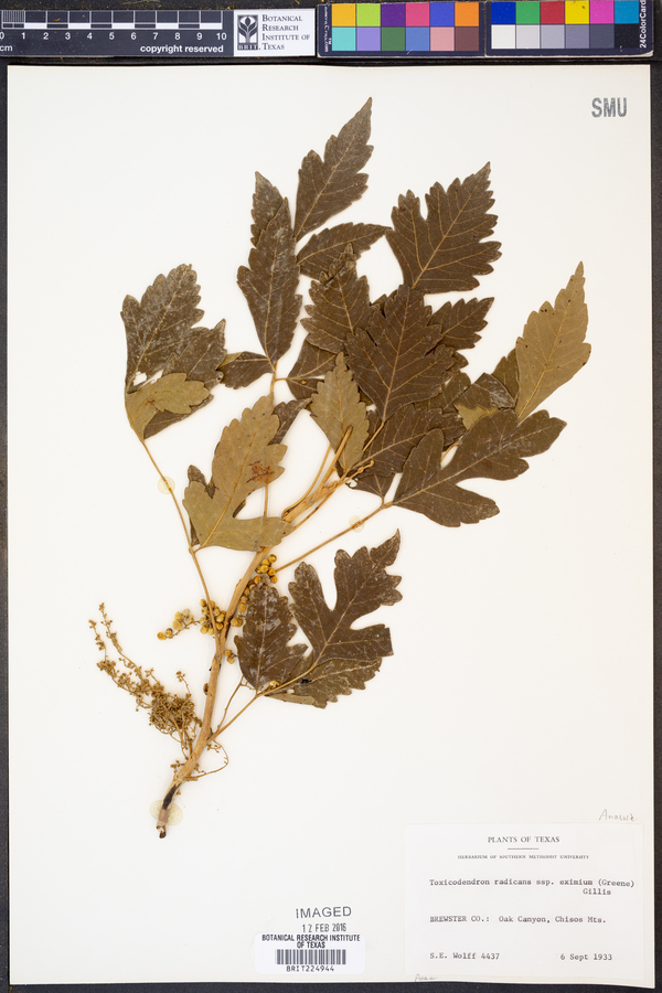 Toxicodendron radicans subsp. eximium image