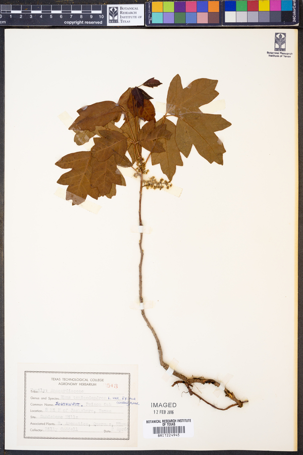 Toxicodendron pubescens image