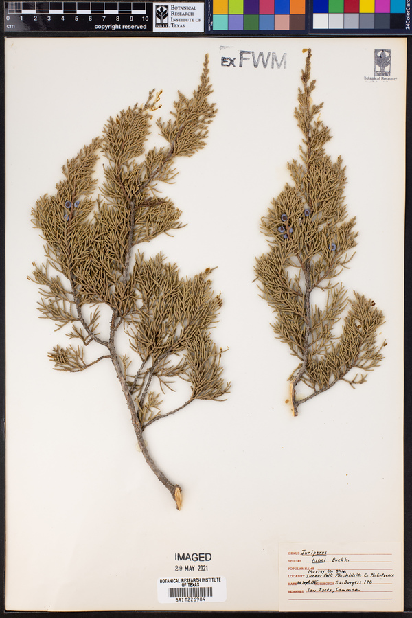 Juniperus ashei image
