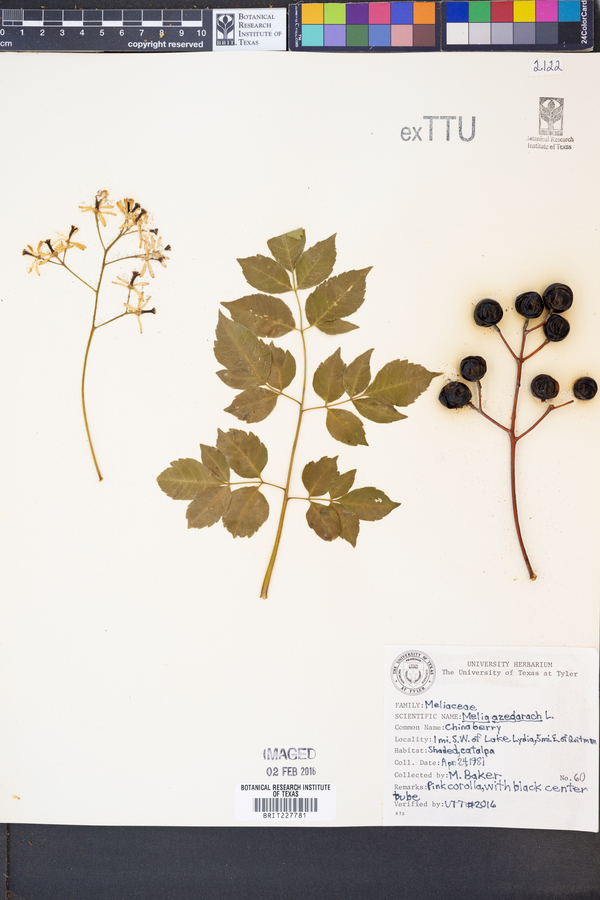 Melia azedarach image