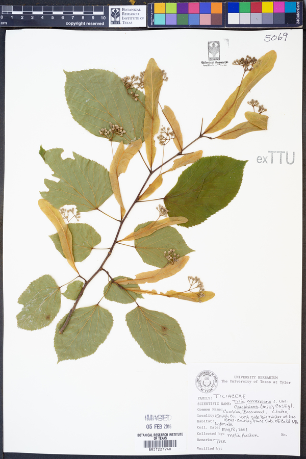 Tilia americana var. caroliniana image