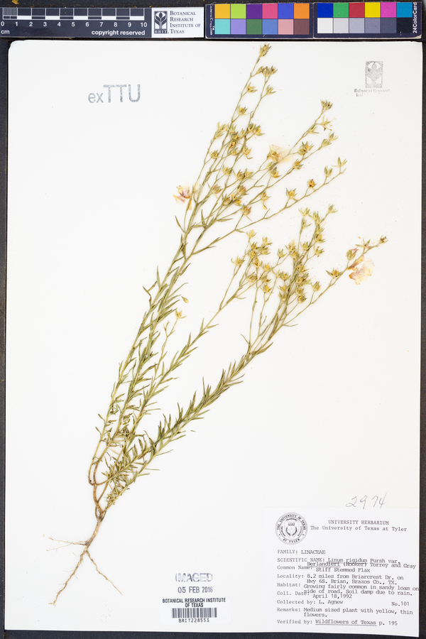 Linum berlandieri image