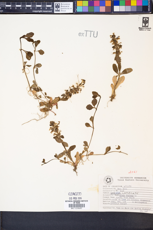 Ajuga image