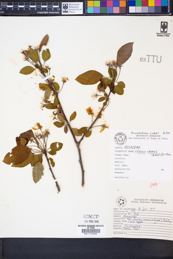 Malus ioensis image