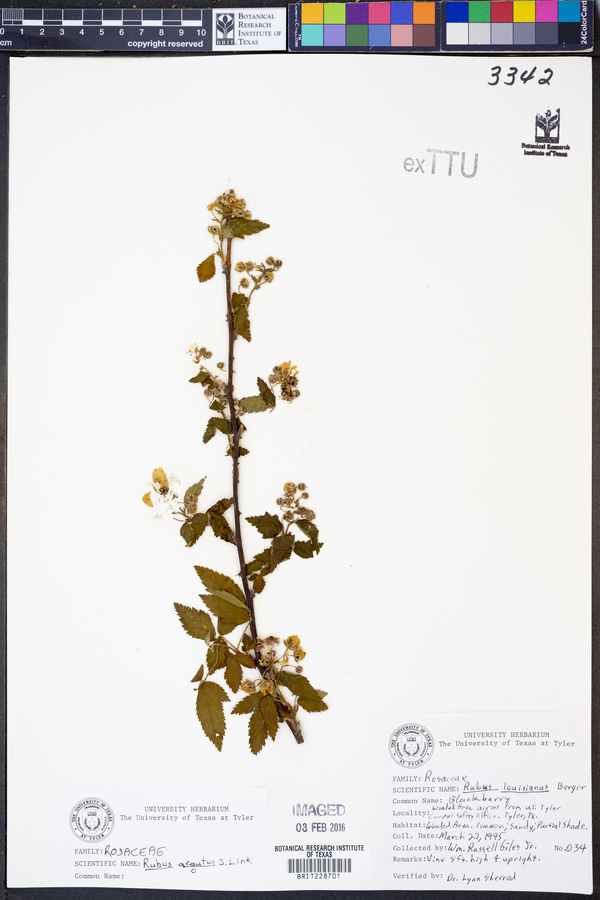 Rubus argutus image