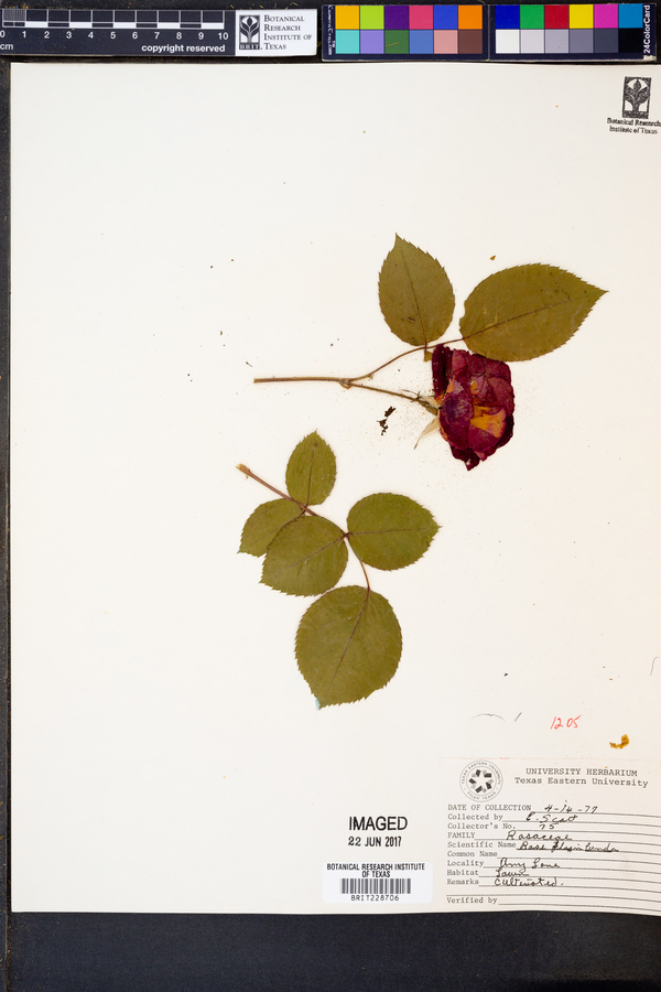 Rosa floridana image